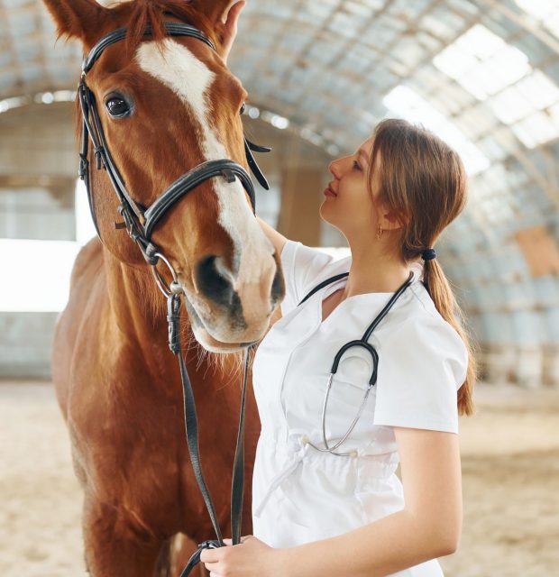 checking-the-health-of-an-animal-female-doctor-in-white-coat-is-with-horse-on-a-stable.jpg